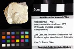 Foto (Objket + Etiketten) von Isopoda indet. 